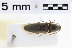 Foto (Dorsalansicht) von Melanotus walkeri (Platia & Schimmel, 2001)